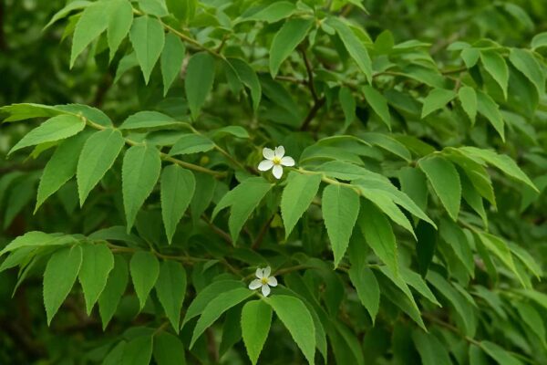 daun kersen